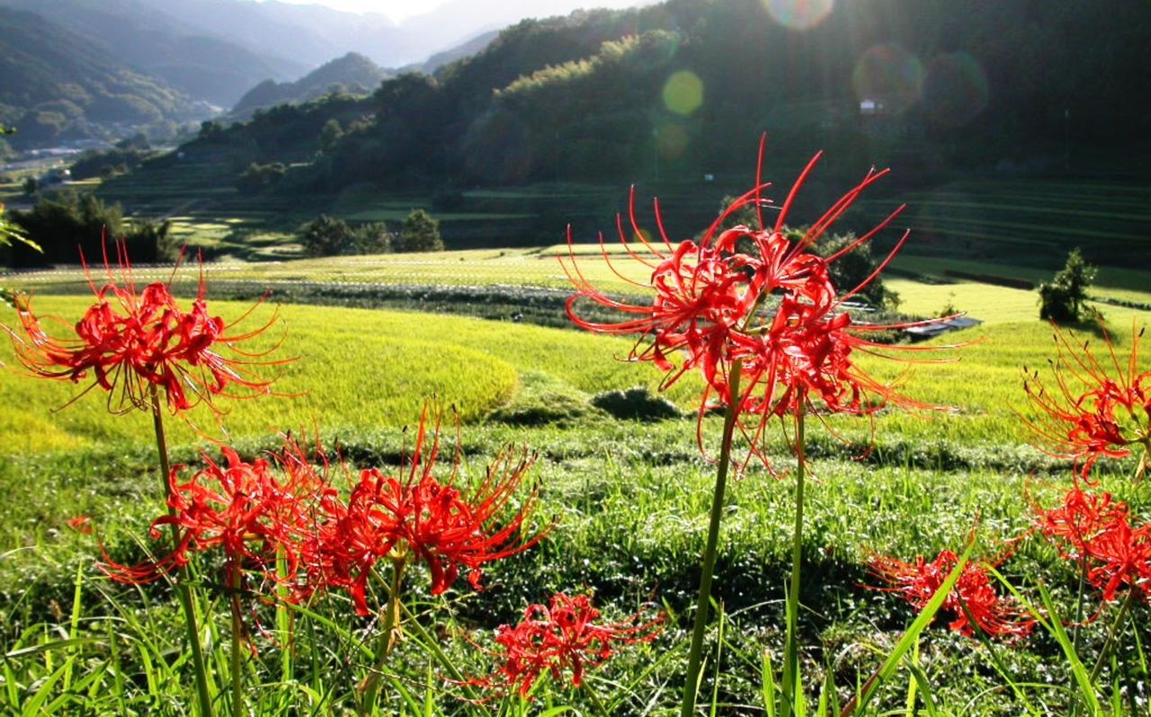 白い木槿ムクゲと赤い彼岸花 親父ライダーのblog