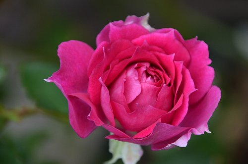 シェエラザード ロサオリエンティス 11月のバラ ふう子の庭いじり Privateblog