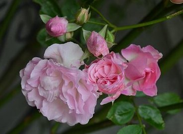 ピンク サマースノー 5月に咲いたバラ ふう子の庭いじり Privateblog ピンク サマースノー 5月に咲いたバラ ふう子の庭いじり Privateblog