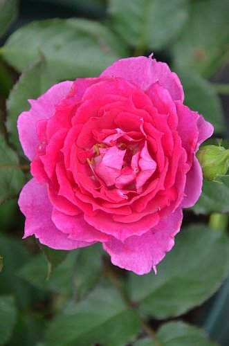 シェエラザード 6 7月の花 ふう子の庭いじり Privateblog シェエラザード 6 7月の花 ふう子の庭いじり Privateblog