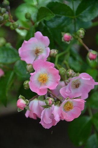 バレリーナ ６月のバラ ふう子の庭いじり Privateblog