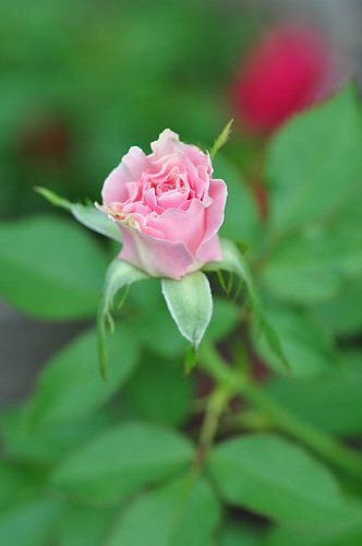 河本バラ園の ラ マリエ が又咲き出しました ふう子の庭いじり Privateblog