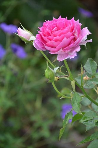 シェエラザード 6 7月の花 ふう子の庭いじり Privateblog シェエラザード 6 7月の花 ふう子の庭いじり Privateblog
