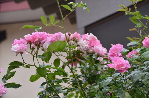 ツルサマースノーと春霞 ふう子の庭いじり Privateblog