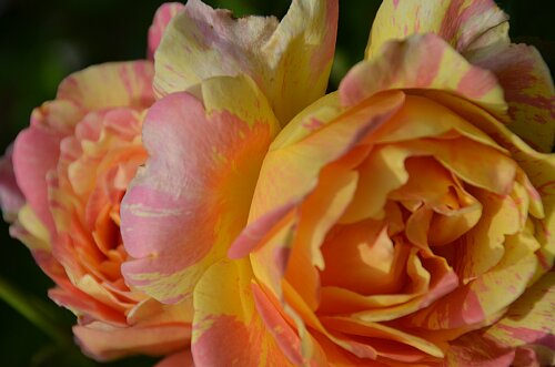 ポール セザンヌ ５月に咲いたバラ ふう子の庭いじり Privateblog