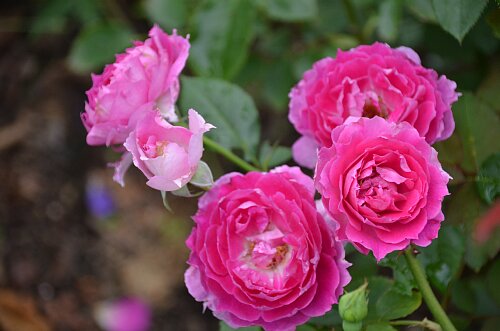 シェエラザード 6 7月の花 ふう子の庭いじり Privateblog シェエラザード 6 7月の花 ふう子の庭いじり Privateblog