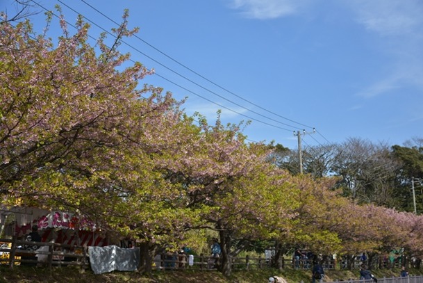 DSC_2019