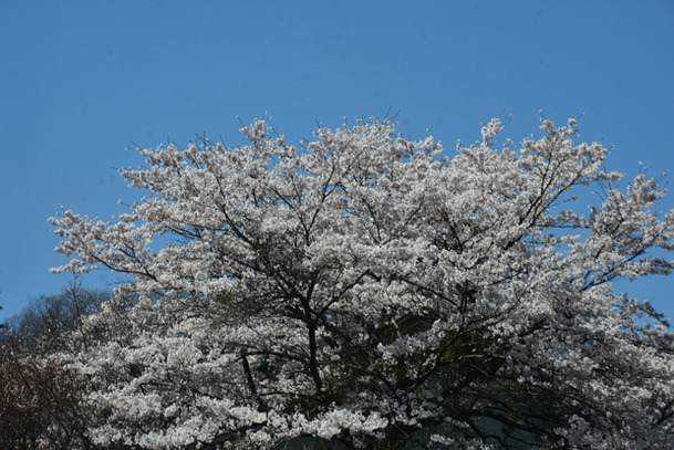 DSC_9960