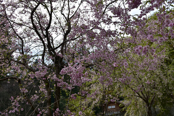 DSC_10000 (266)