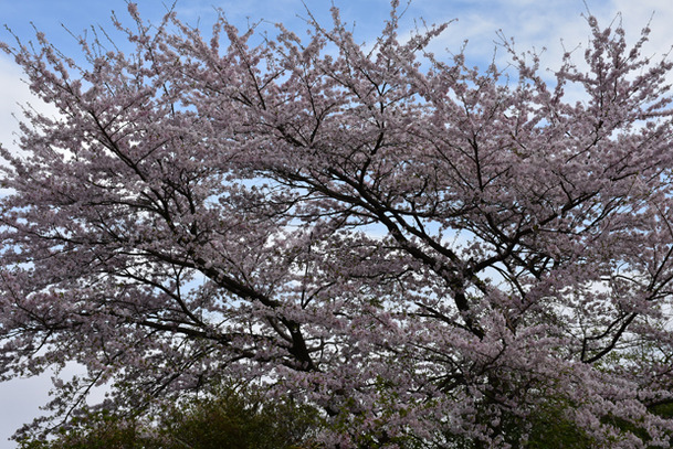 DSC_10000 (217)