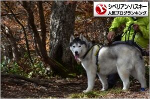 ダウンロード
