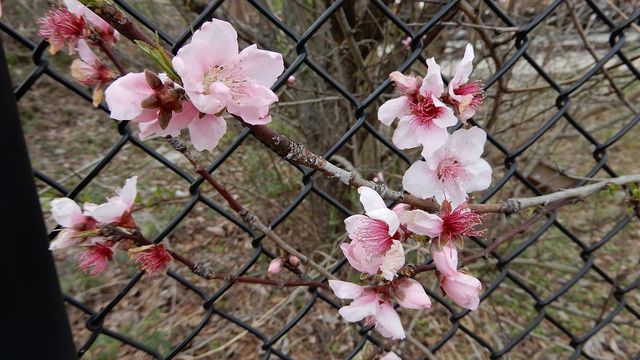 アメリカの桜 晴れの空blog アメリカの桜 晴れの空blog