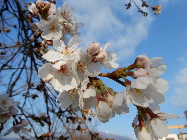 通勤途中の桜 晴れの空blog 通勤途中の桜 晴れの空blog