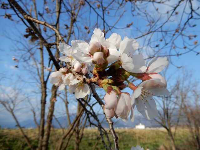 通勤途中の桜 晴れの空blog 通勤途中の桜 晴れの空blog