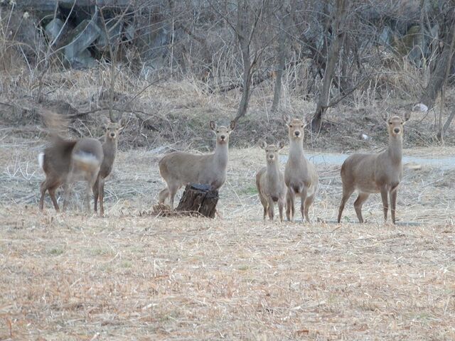 野生の鹿 晴れの空blog