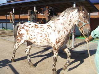 すごい模様の馬 Schnellの牧場日誌 ニムオロ馬の杜 すごい模様の馬 Schnellの牧場日誌 ニムオロ馬の杜