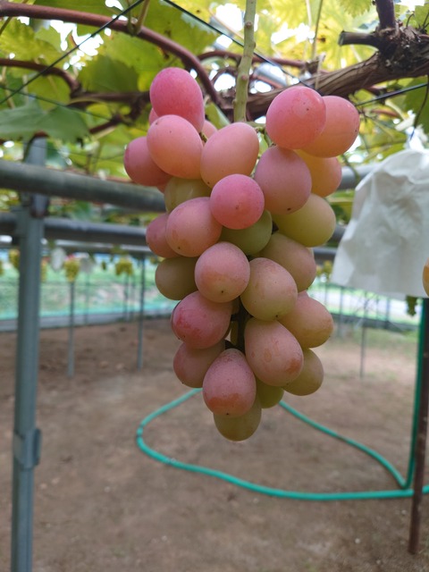 17577342968697018253326870303910