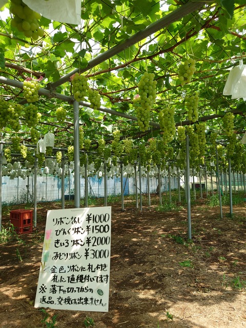 17559155751833889863014429526203