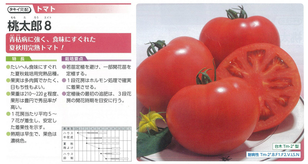 中玉・大玉トマト苗 品種紹介 : キントラ種苗 オフィシャルブログ