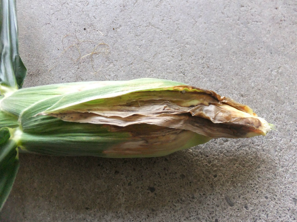 トウモロコシ紋枯病 キントラ種苗 オフィシャルブログ トウモロコシ紋枯病 キントラ種苗 オフィシャルブログ