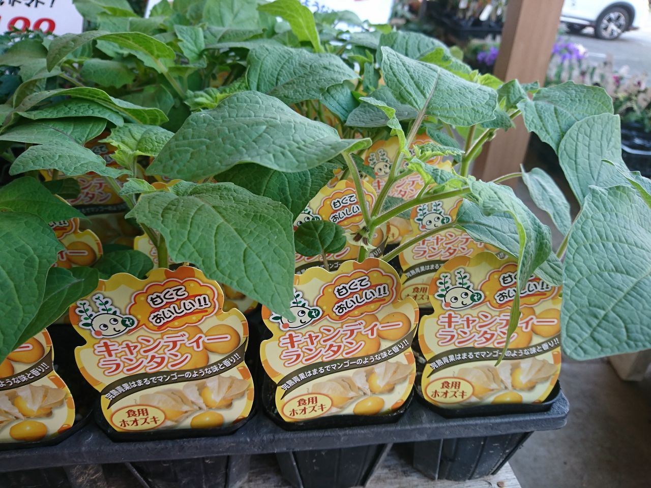 入荷情報 食用ほおずき キャンディーランタン キントラ種苗 オフィシャルブログ