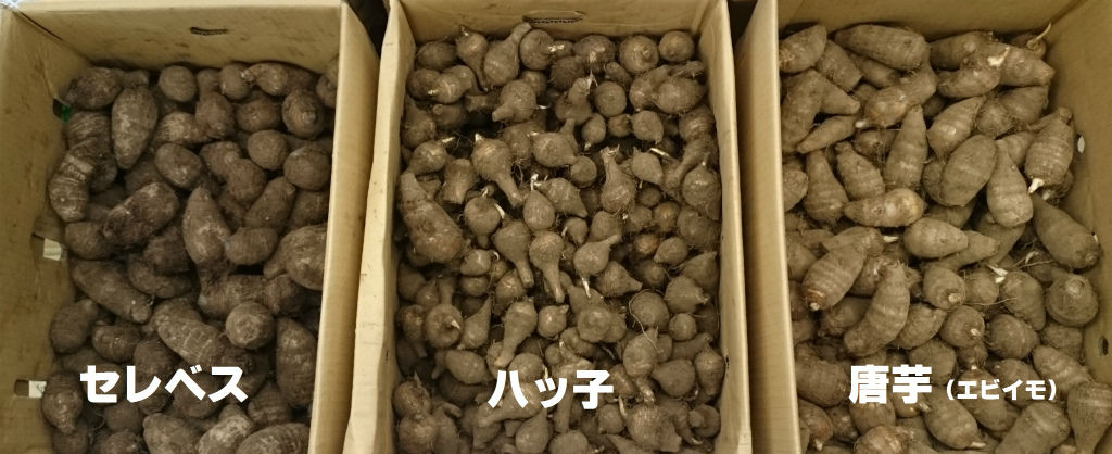 なまもの揃ってきました 1 サトイモ品種紹介 キントラ種苗 オフィシャルブログ