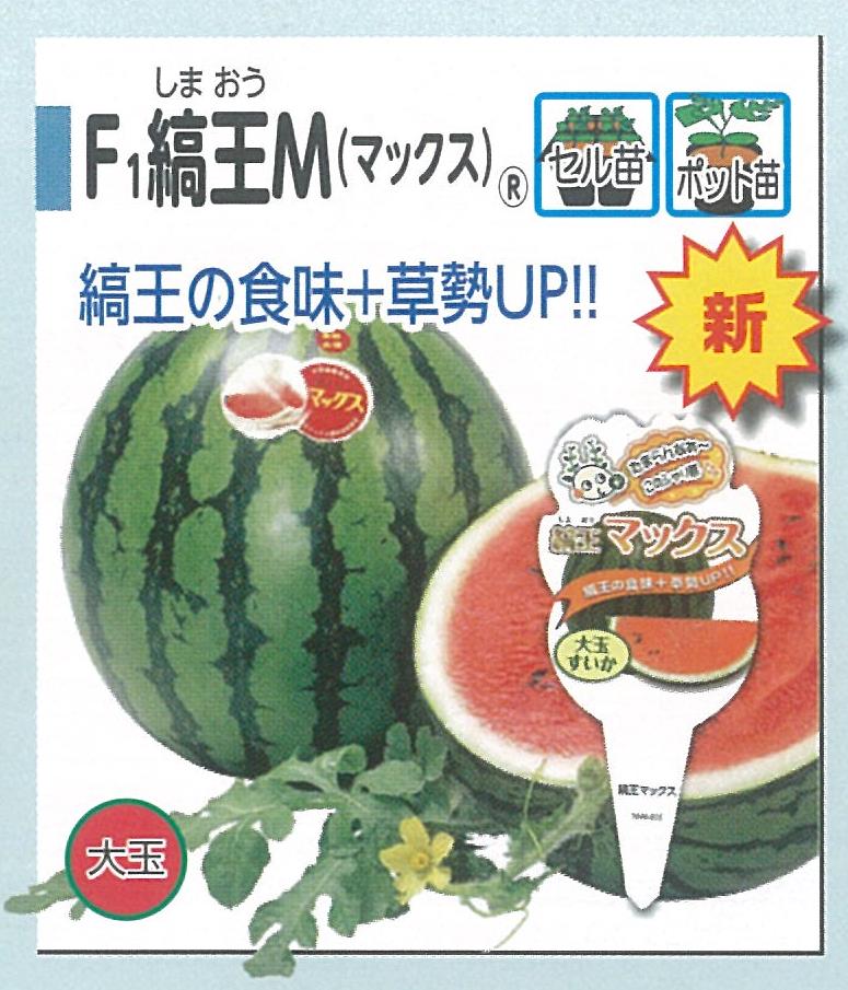 今年のスイカ苗ラインナップ（大玉） : キントラ種苗 オフィシャルブログ