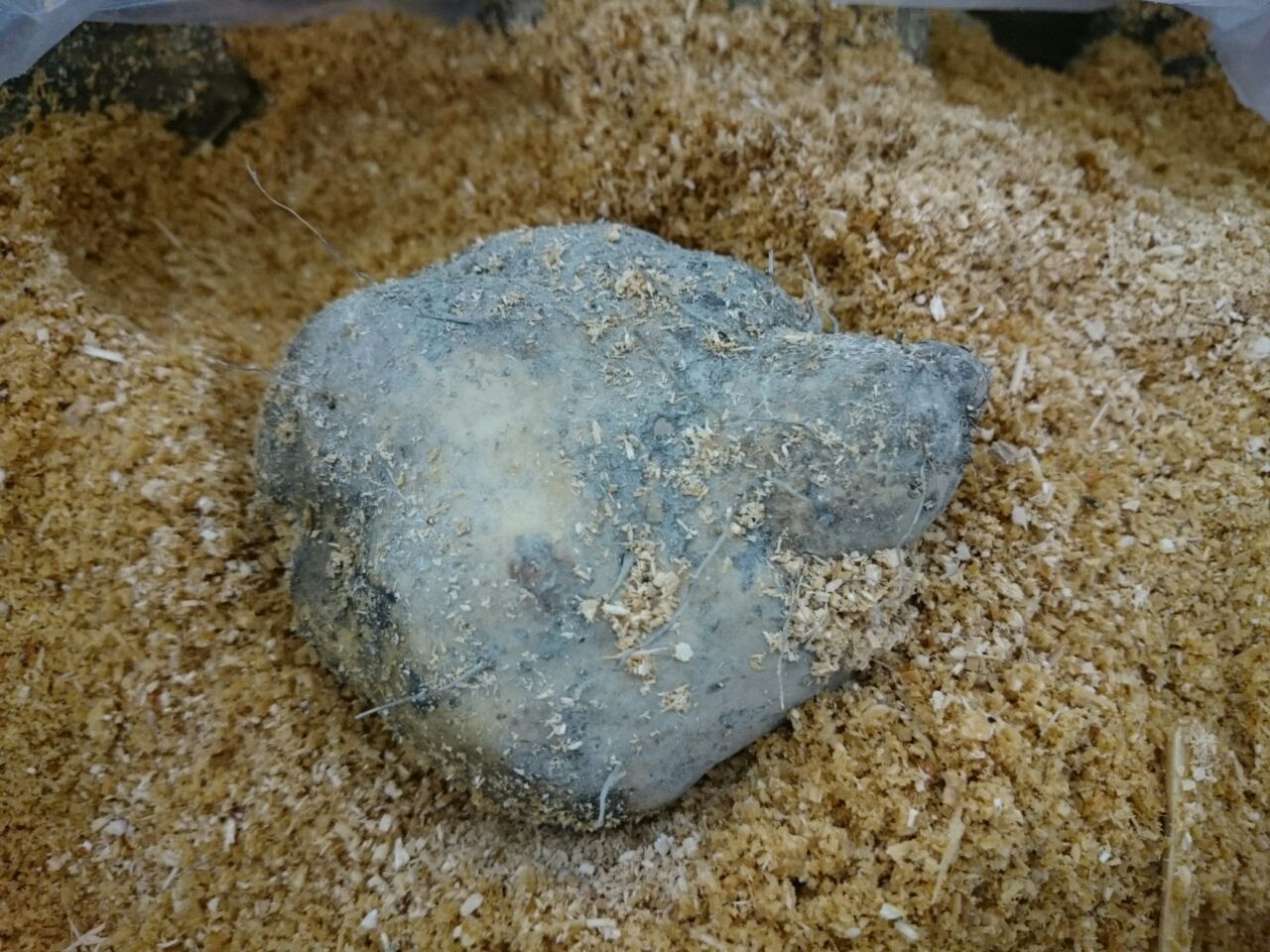 入荷情報 山芋類 短系自然薯 丹波ヤマノイモ キントラ種苗 オフィシャルブログ 入荷情報 山芋類 短系自然薯 丹波ヤマノイモ キントラ種苗 オフィシャルブログ