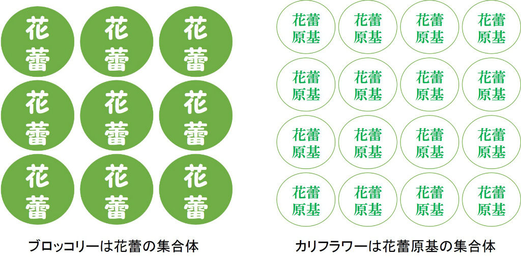 ビッグカリフラワーとブロ カリの違い キントラ種苗 オフィシャルブログ ビッグカリフラワーとブロ カリの違い キントラ種苗 オフィシャルブログ
