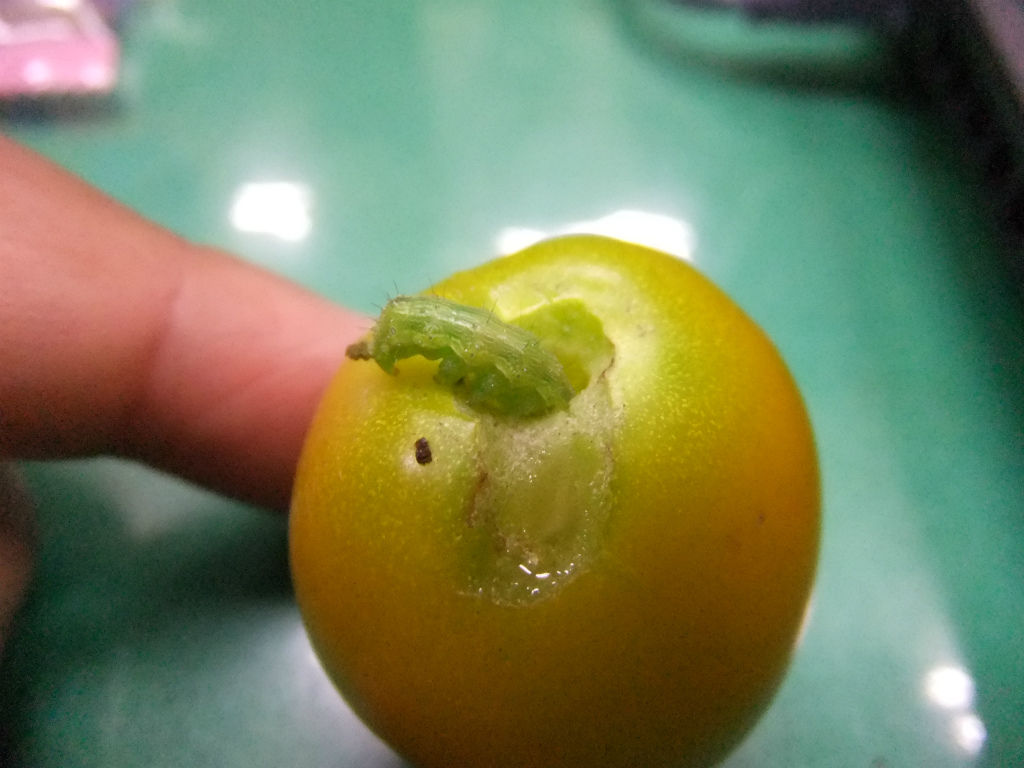 オオタバコガ再び キントラ種苗 オフィシャルブログ