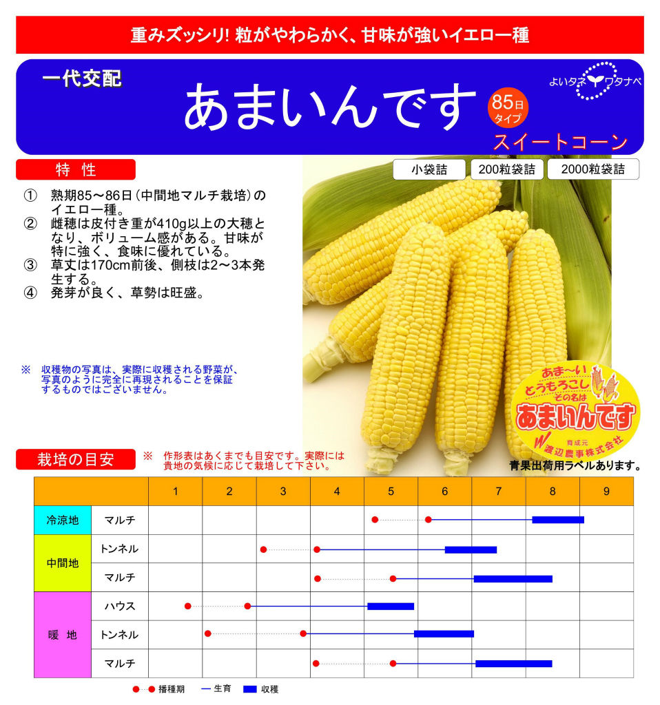 早播きスイートコーン : キントラ種苗 オフィシャルブログ 早播きスイートコーン : キントラ種苗 オフィシャルブログ
