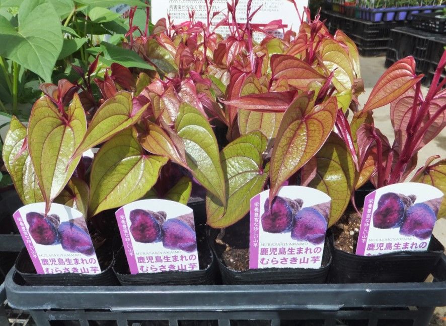 入荷情報】ムラサキヤマイモ苗 : キントラ種苗 オフィシャルブログ