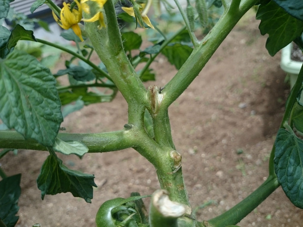 トマト窒素過多 キントラ種苗 オフィシャルブログ
