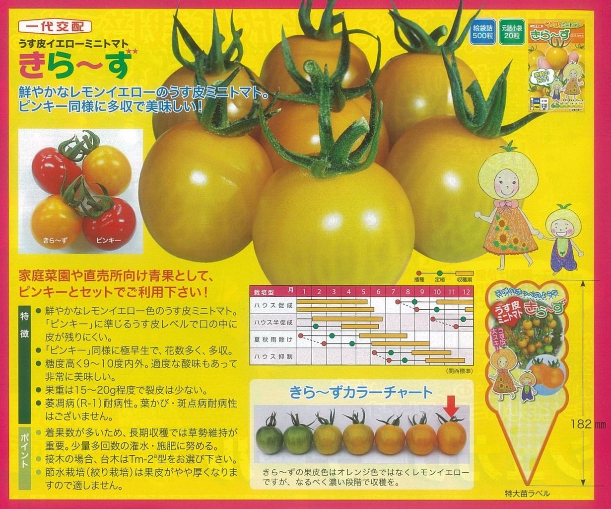 1つの苗で2種類できる ピンキー きら ず ツイン苗 キントラ種苗 オフィシャルブログ 1つの苗で2種類できる ピンキー きら ず ツイン苗 キントラ種苗 オフィシャルブログ