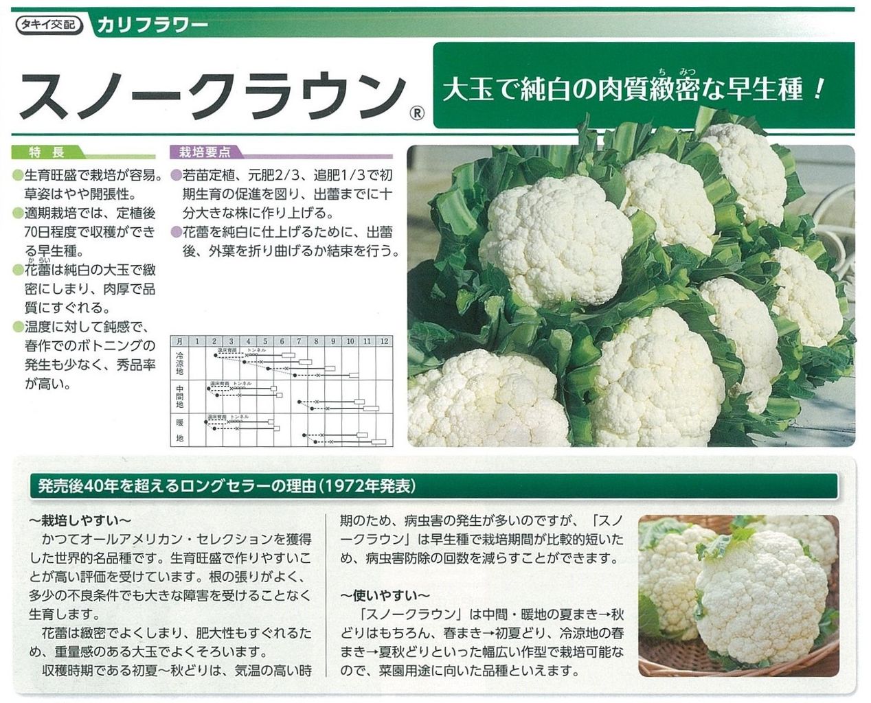 入荷情報】ブロッコリー・カリフラワー苗 : キントラ種苗 オフィシャル