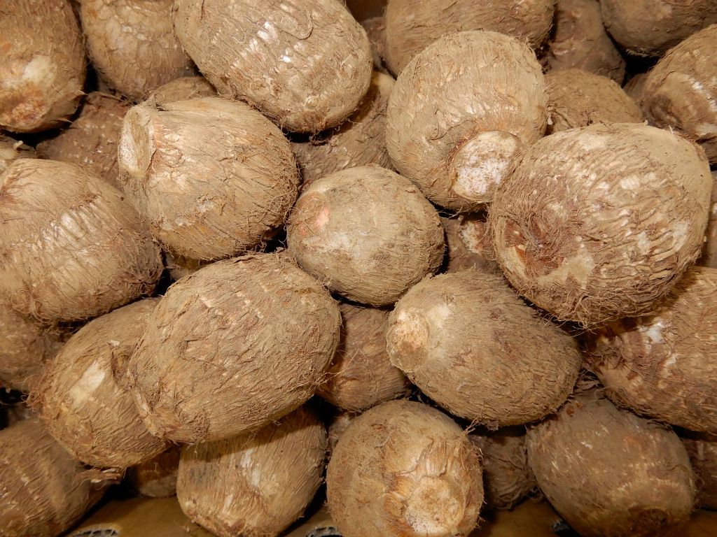 入荷情報 サトイモ第二弾 蓮葉 子だくさん 土垂 赤芽海老芋 キントラ種苗 オフィシャルブログ