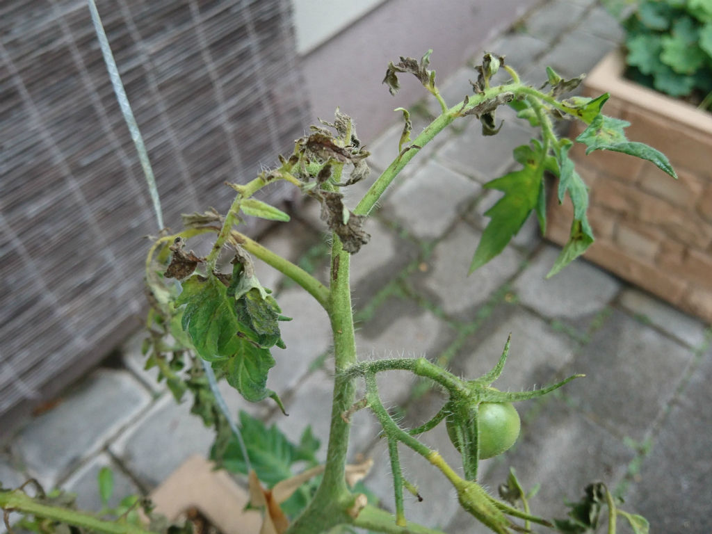 トマト疫病 キントラ種苗 オフィシャルブログ
