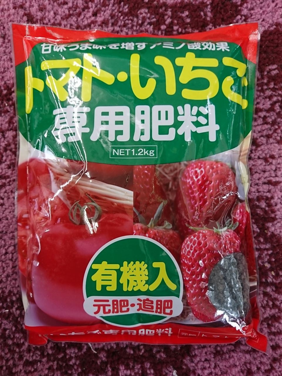 露地用いちご「宝交早生」 : キントラ種苗 オフィシャルブログ