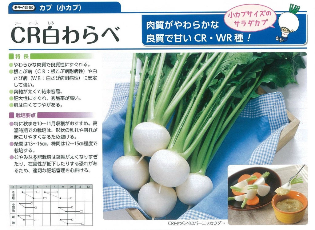 カブの播き時期です キントラ種苗 オフィシャルブログ カブの播き時期です キントラ種苗 オフィシャルブログ