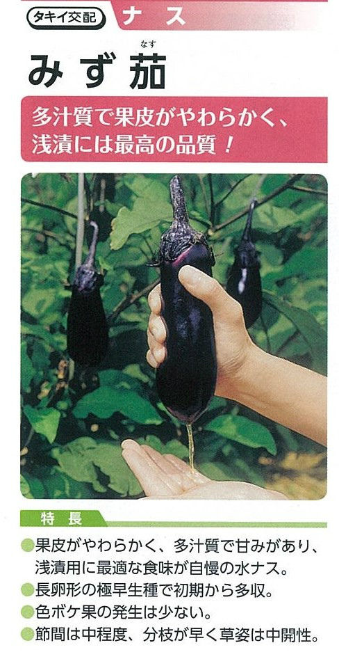 今年のナス苗ラインナップ キントラ種苗 オフィシャルブログ