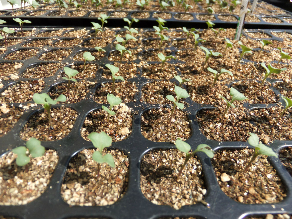 同じタネでも発芽に大差が…！？ : キントラ種苗 オフィシャルブログ