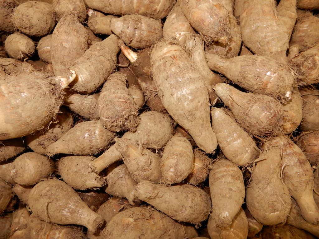 入荷情報 サトイモ第一弾 石川早生 セレベス 八ツ子 キントラ種苗 オフィシャルブログ