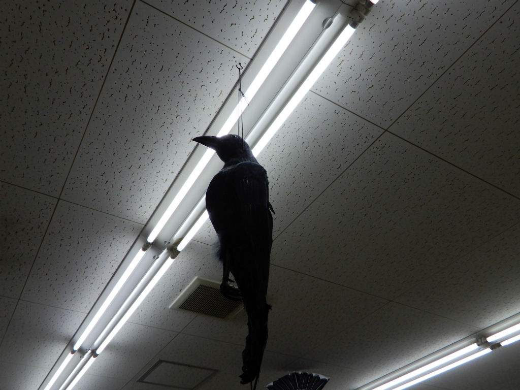 閲覧注意 鳥害対策に キントラ種苗 オフィシャルブログ