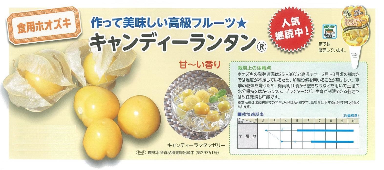 入荷情報 食用ほおずき キャンディーランタン キントラ種苗 オフィシャルブログ 入荷情報 食用ほおずき キャンディーランタン キントラ種苗 オフィシャルブログ
