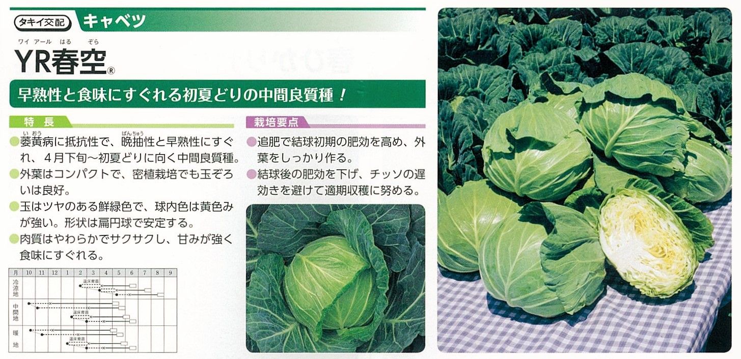 入荷情報 キャベツ苗 とキャベツの分類について キントラ種苗 オフィシャルブログ 入荷情報 キャベツ苗 とキャベツの分類について キントラ種苗 オフィシャルブログ