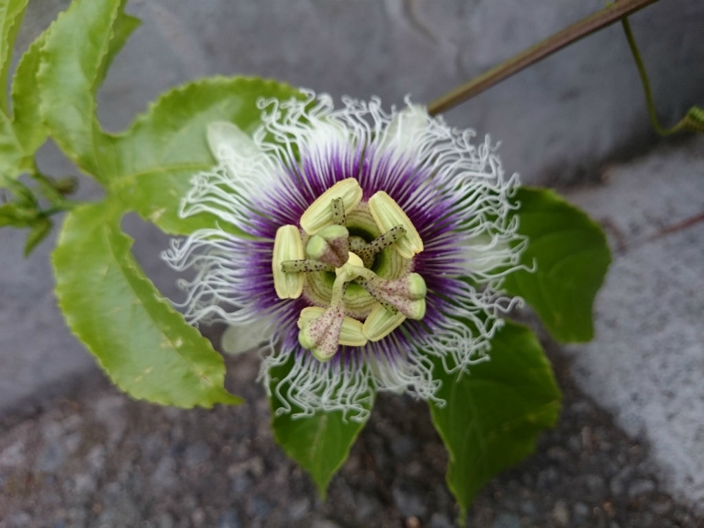 トケイソウが咲きました キントラ種苗 オフィシャルブログ