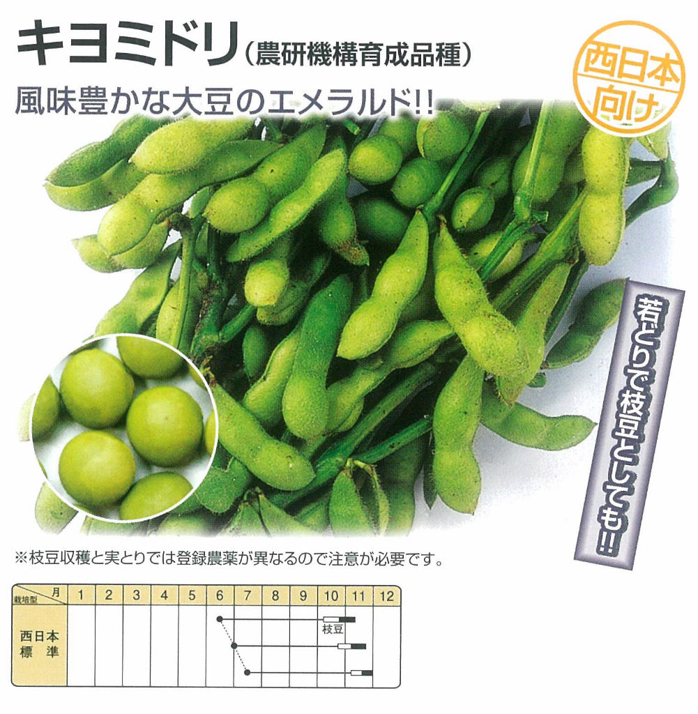 中 晩生エダマメの播きどき キントラ種苗 オフィシャルブログ