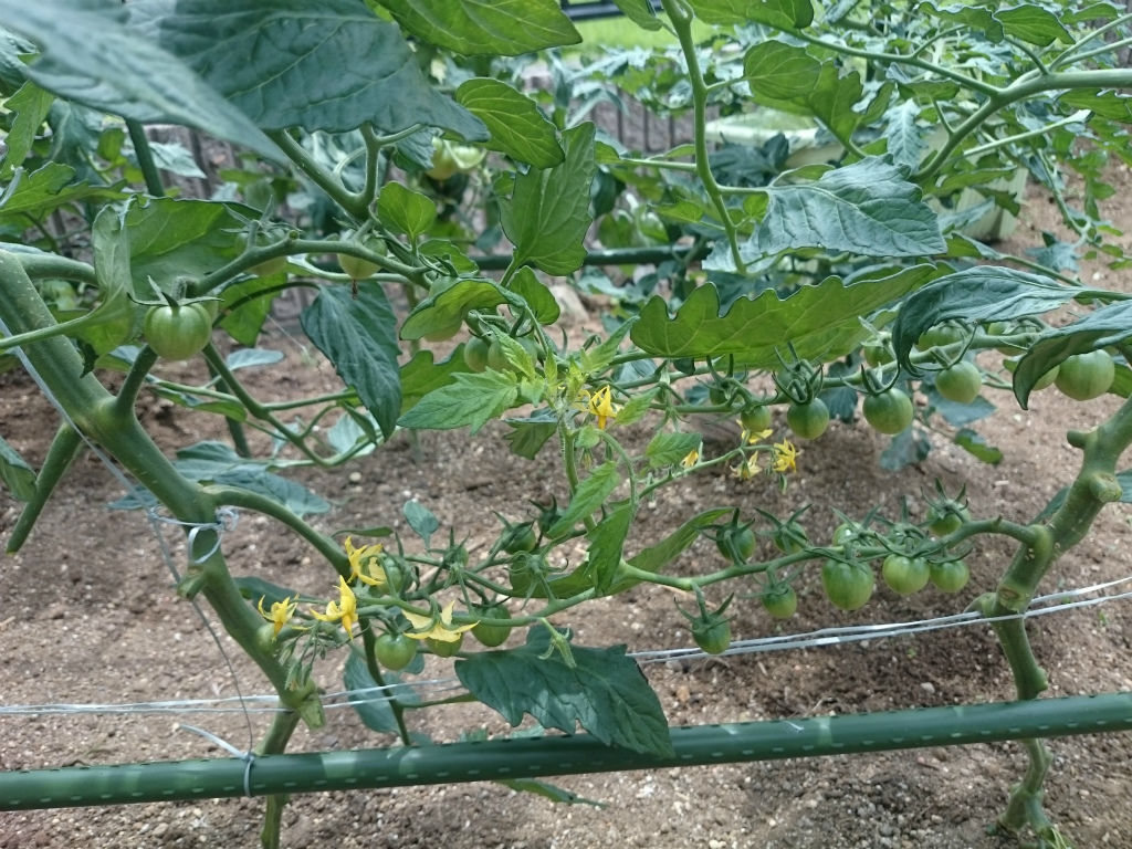 トマト窒素過多 キントラ種苗 オフィシャルブログ