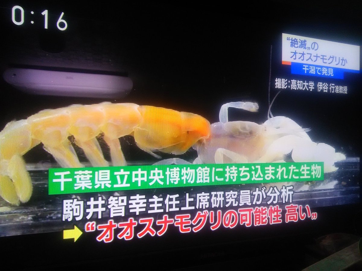 速報 絶滅したはずの甲殻類発見 Shirukuロード 速報 絶滅したはずの甲殻類発見 Shirukuロード