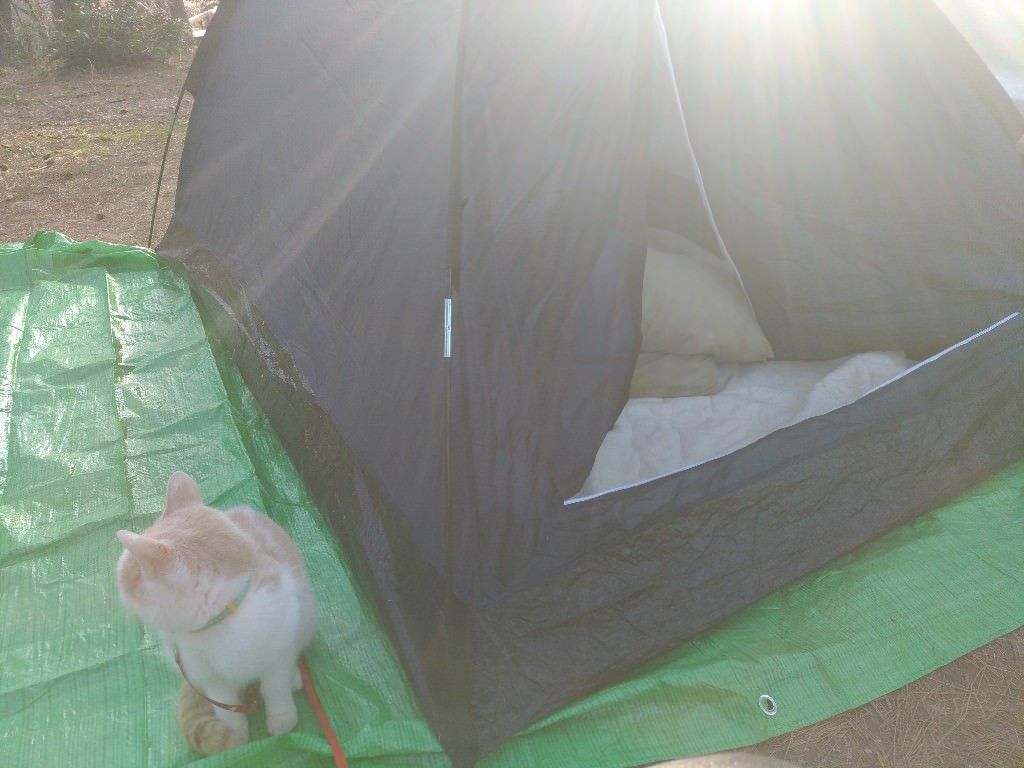 ねこキャン 猫とキャンプに来てみた もちろん初心者 まとめ遅報